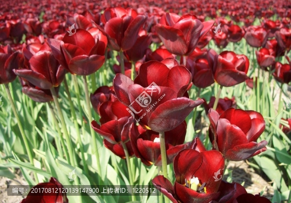 tulpenmeer