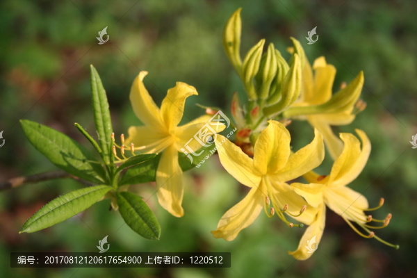 杜鵑花3