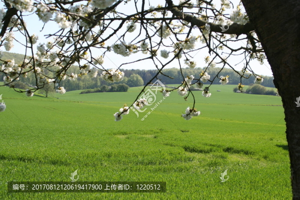 樹