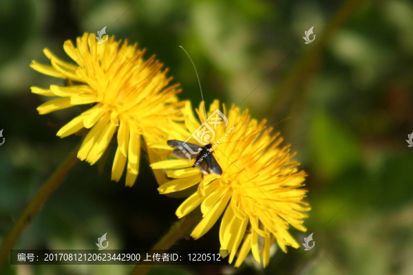 蒲公英