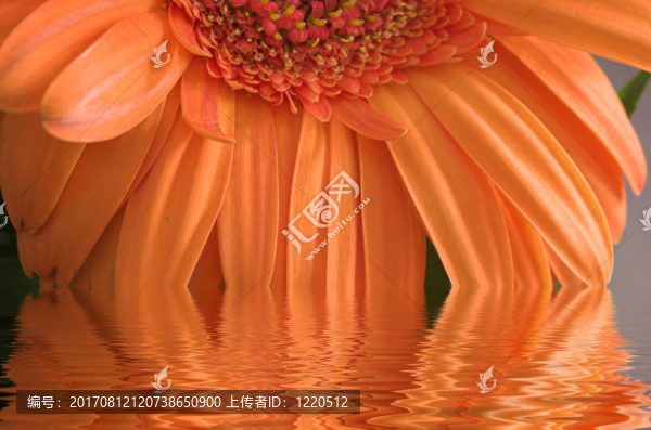 花卉