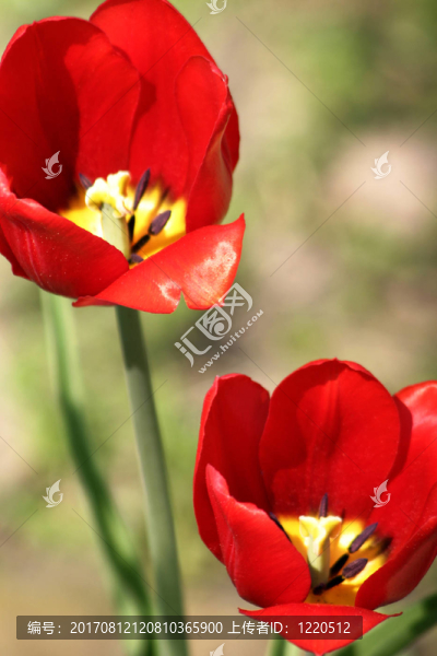 在FRühling2郁金香