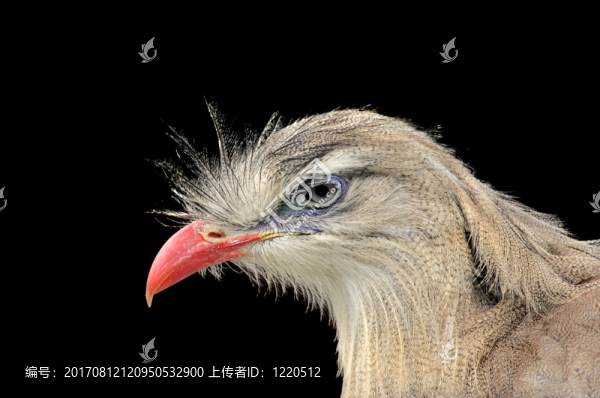 動物