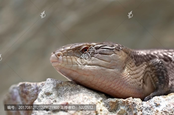 blauzungenskink