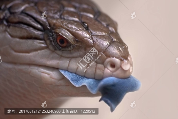 blauzungenskink
