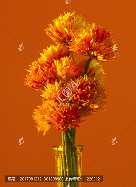 韭菜花橙