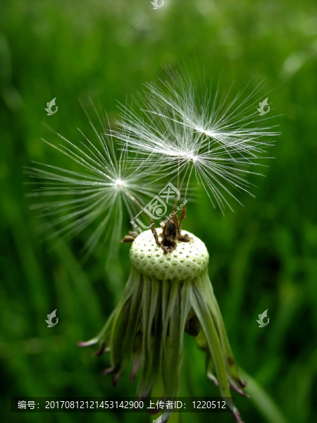 武器pusteblume