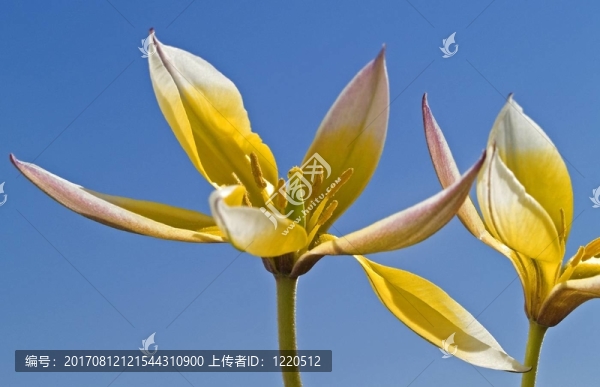 wildtulpe