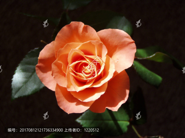 混合茶2