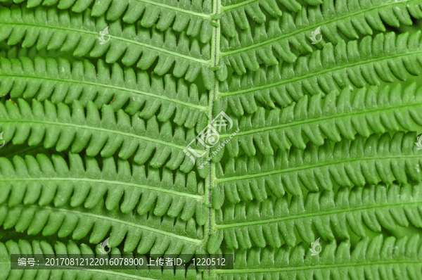 蕨類植物