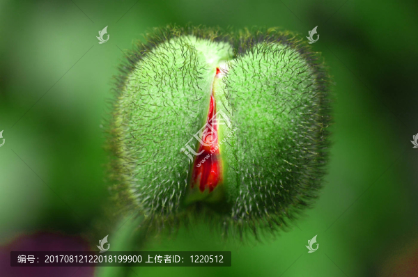 芝麻開門…