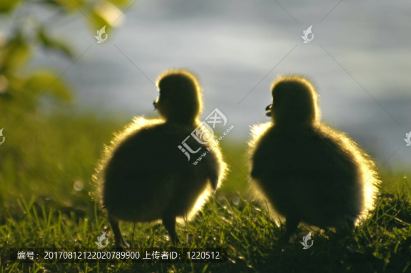 什么意思？