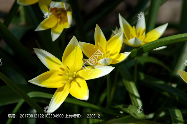 郁金香屬菌