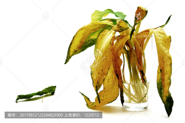 葉子在玻璃