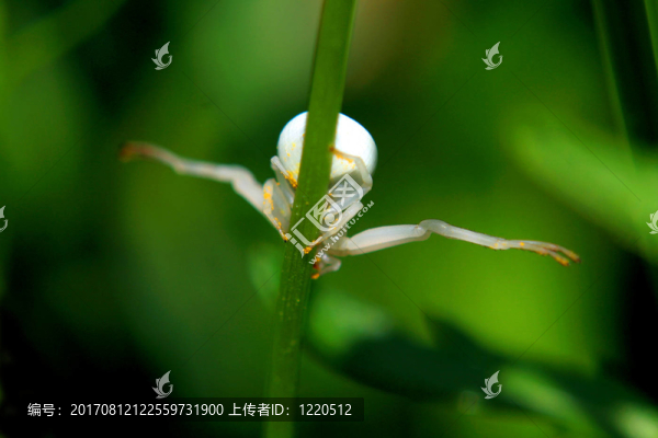 可變蟹蛛