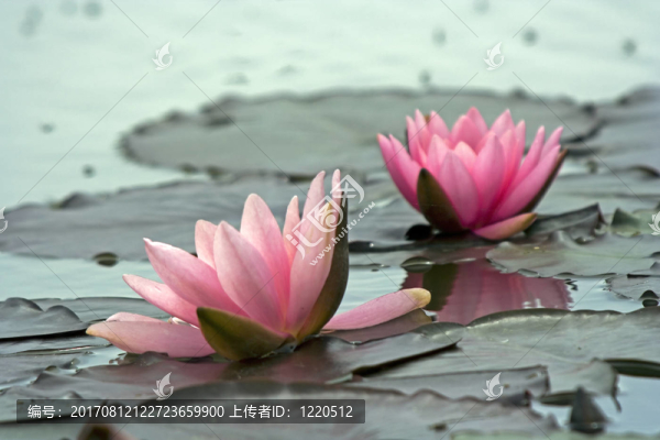 好鄰居