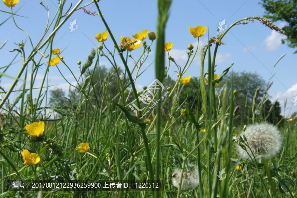 春天的草地
