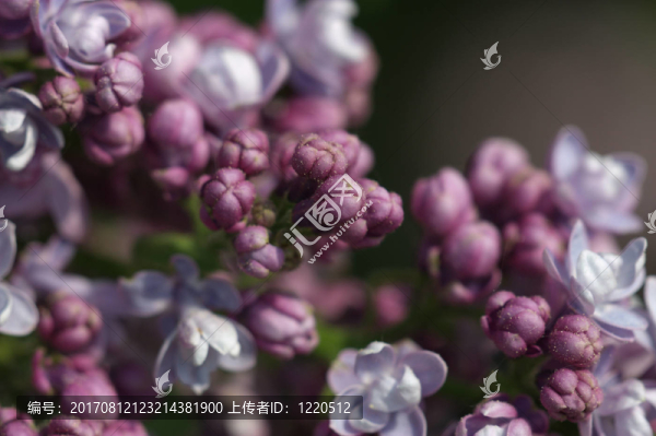 丁香花