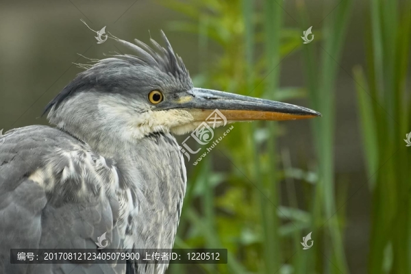 藍鳥
