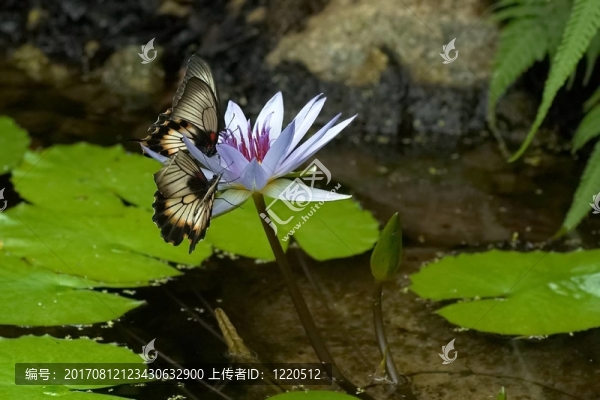 昆蟲(chóng)