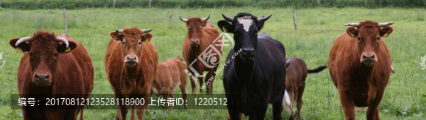 奶牛.圖1
