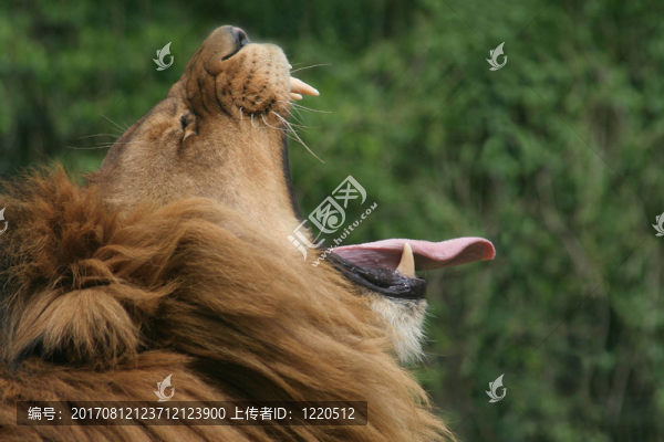 大打哈欠