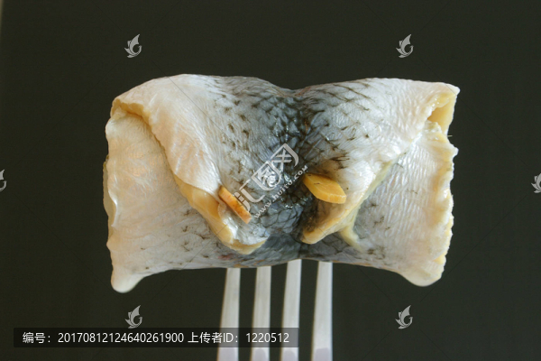 魚