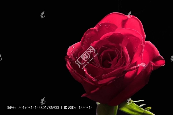 玫瑰花水