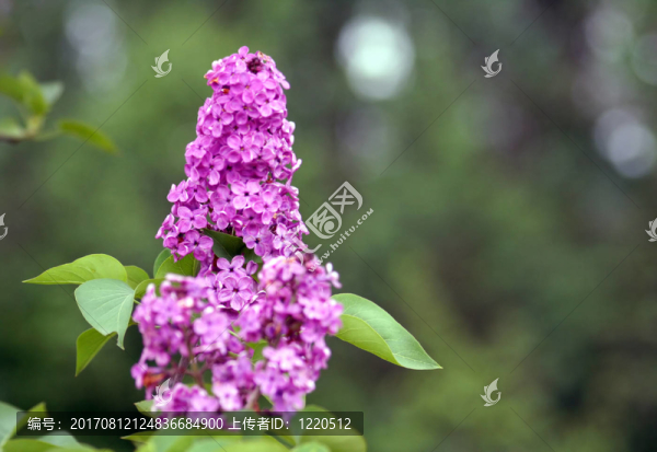 丁香花