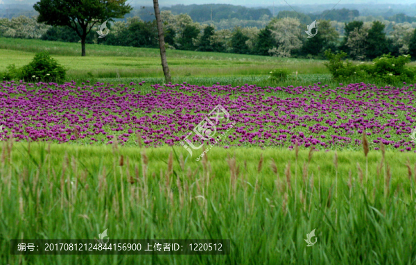 開花