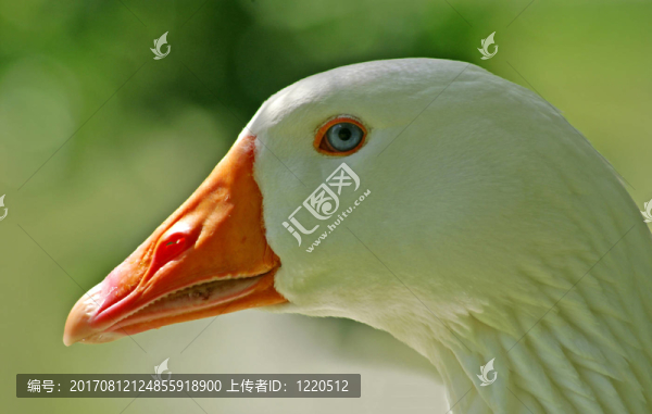 藍色