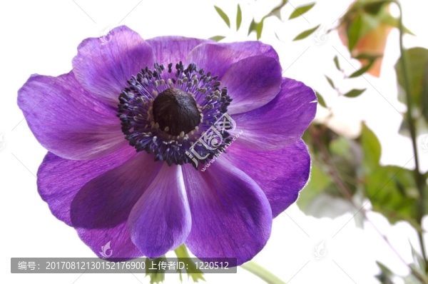 銀蓮花