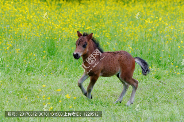 小馬駒