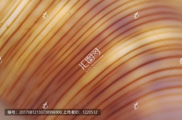 一個(gè)貝殼的結(jié)構(gòu)