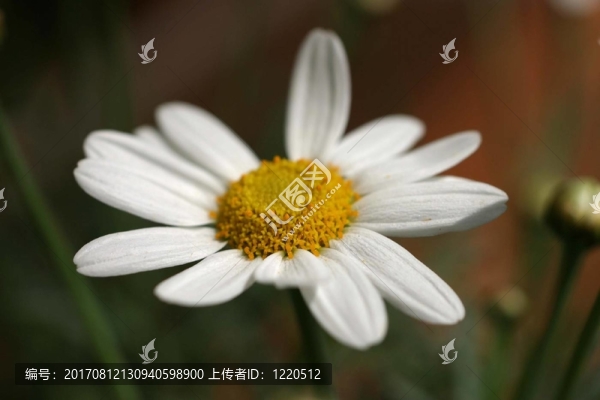 瑪格麗特