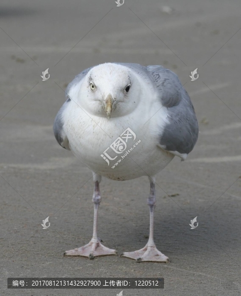 飛行的鳥(niǎo)