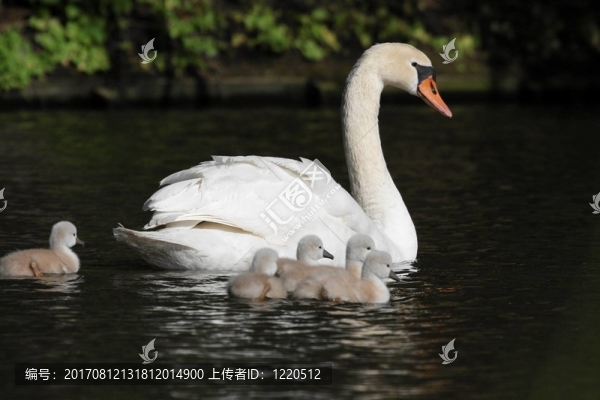 天鵝