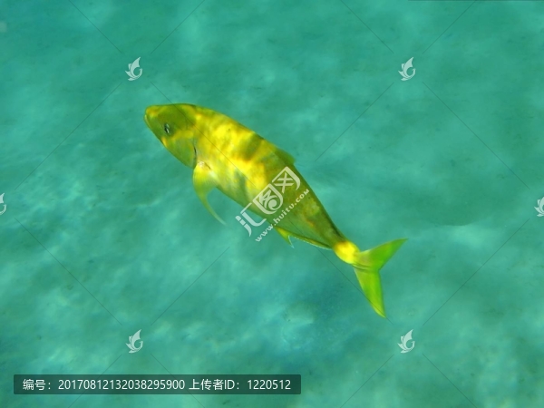 魚(yú)