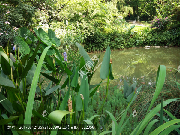 景觀小池塘