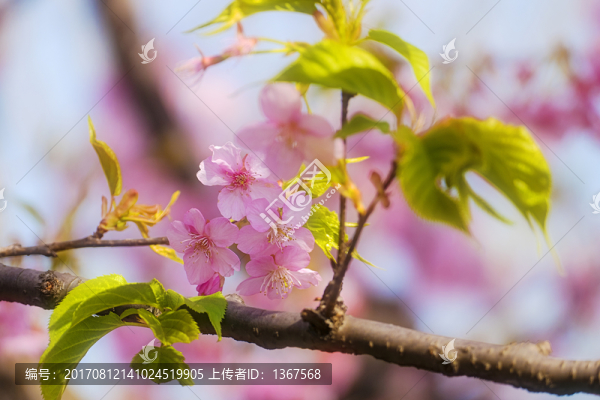 櫻花