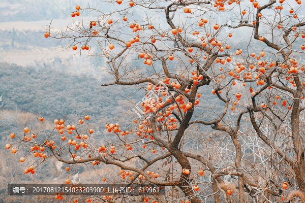 柿子樹枝