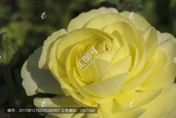 花毛茛特寫
