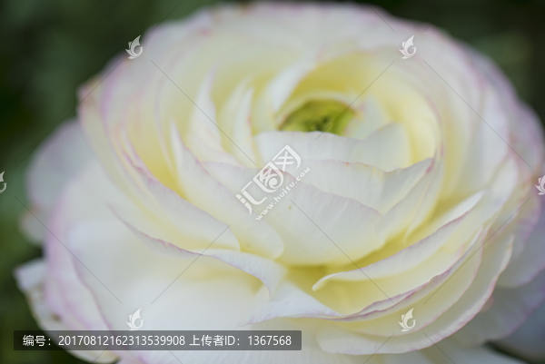 花毛茛特寫(xiě)