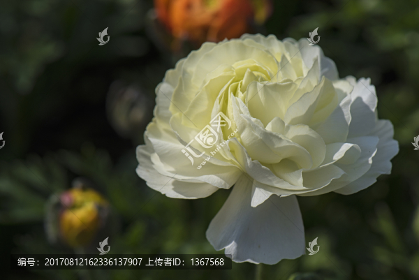 花毛茛特寫