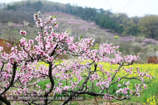 山坡春色
