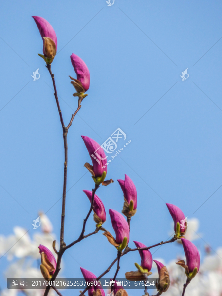 玉蘭花