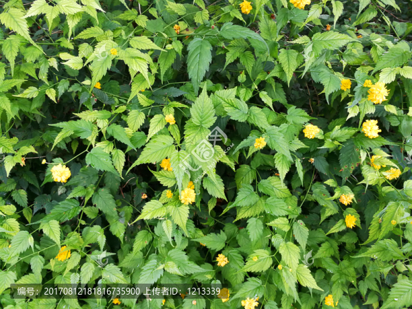 小黃花,綠植