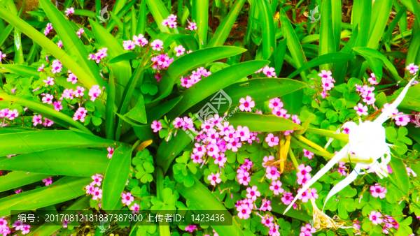 蘭花