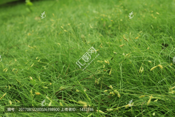 小草