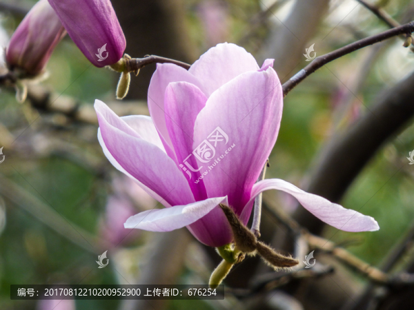 紫色玉蘭花